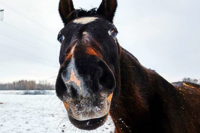 Ein Pferd soll in der Nhe der A5 gesichtet worden sein (Symbolfoto).  | Foto: Stefan Jaitner (dpa)