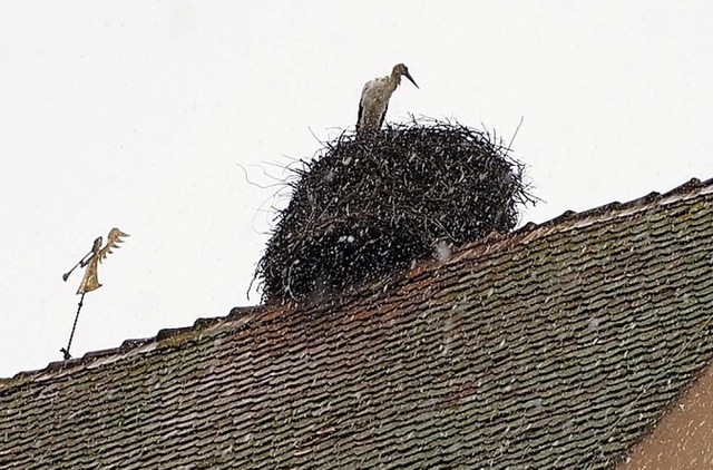 Der  Egringer Turm ist fr den Storch auch Winterquartier geblieben.  | Foto: Herbert Frey