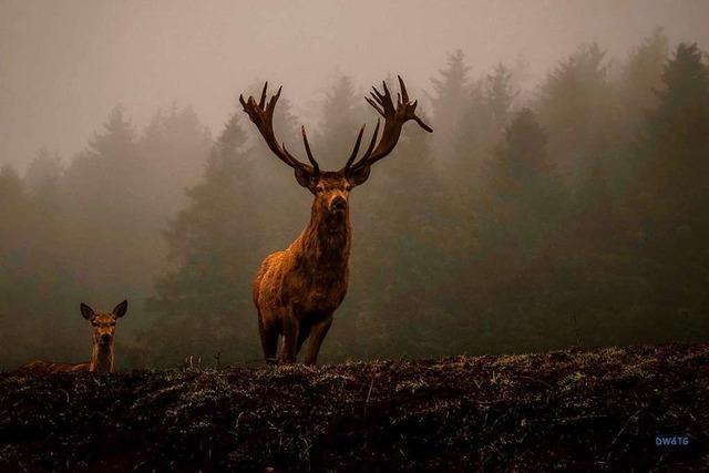 Riegeler Hobbyfotograf macht imposantes Hirschfoto im Saharastaub