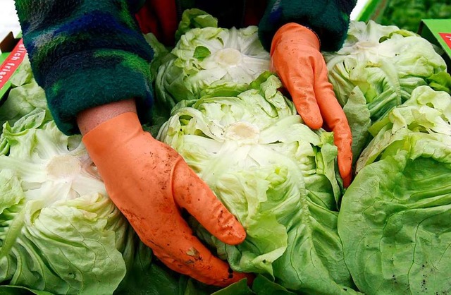 Eine Erntehelferin legt einen Salatkopf in eine Kiste.  | Foto: A3446 Patrick Seeger