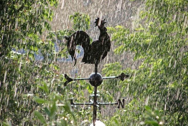 Wetterhahn im Mairegen