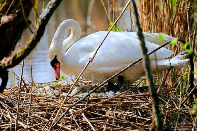 Der Hckerschwan beschtz seine Eier  | Foto: Thea Pflger