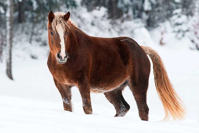 Auf Abwegen war ein Pferd bei Weil am Rhein unterwegs (Symbolfoto).  | Foto: Wolfgang Scheu