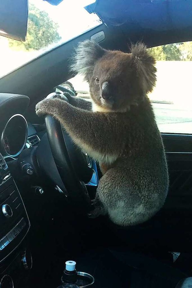 Ein Koala hockt im Wagen von Nadia Tugwells Fahrzeug auf dem Lenkrad.  | Foto: Nadia Tugwell (dpa)