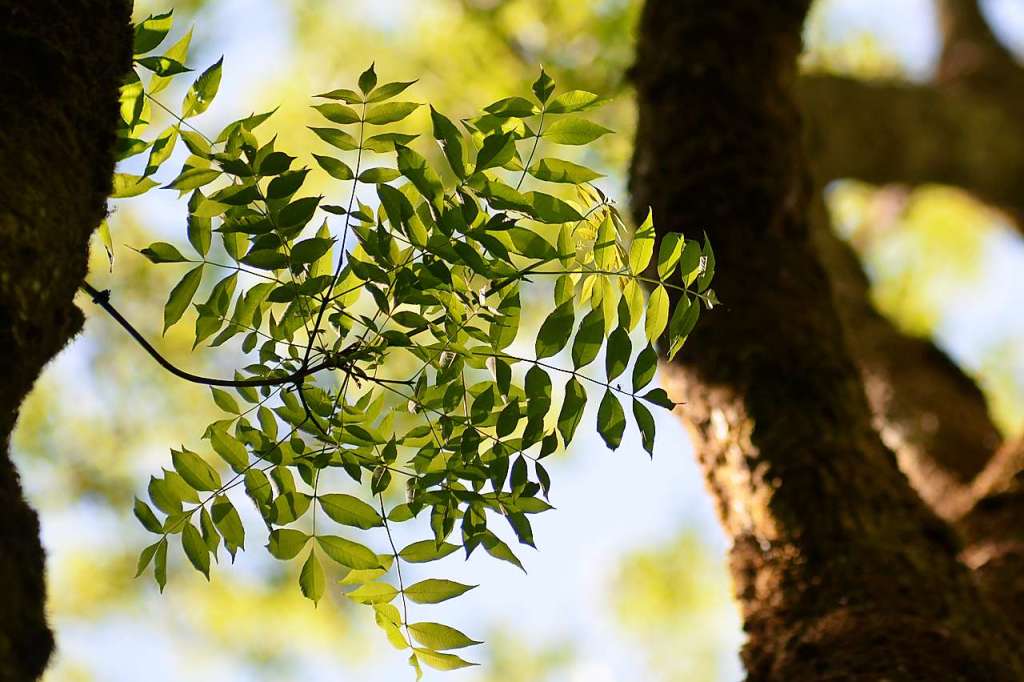 Forest scientist: “We identify resistant trees” – Freiburg