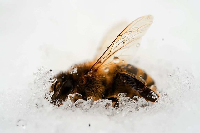 Keine gute Jahreszeit fr Bienen  | Foto: Sina Schuldt