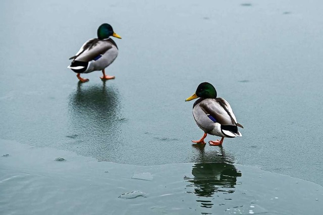 Tiere auf zugefrorenen Gewssern sind ...dick genug ist, um Menschen zu tragen.  | Foto: Kira Hofmann (dpa)