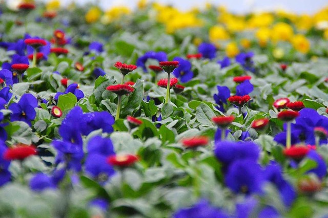 Die Gewchshuser in der Region stehen derzeit voll mit verkaufsbereiten Blumen.  | Foto: Sebastian Heilemann