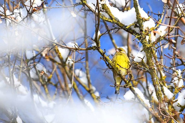 Corona macht viele Menschen auch zu Naturbeobachtern.   | Foto: Felix Kstle (dpa)