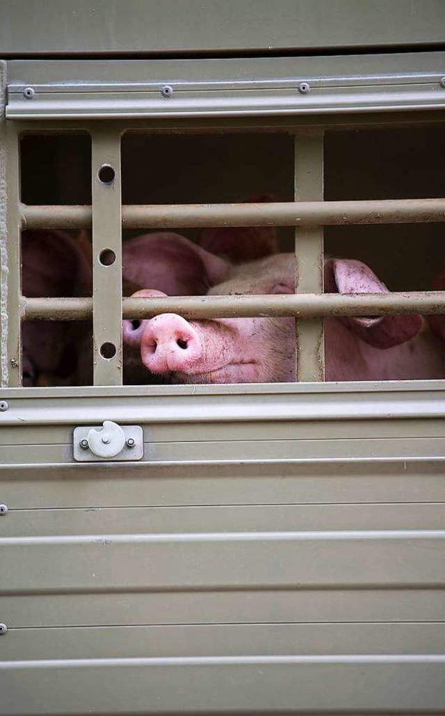 Quer durch Europa und darber hinaus werden Tiere transportiert.  | Foto: Sebastian Gollnow