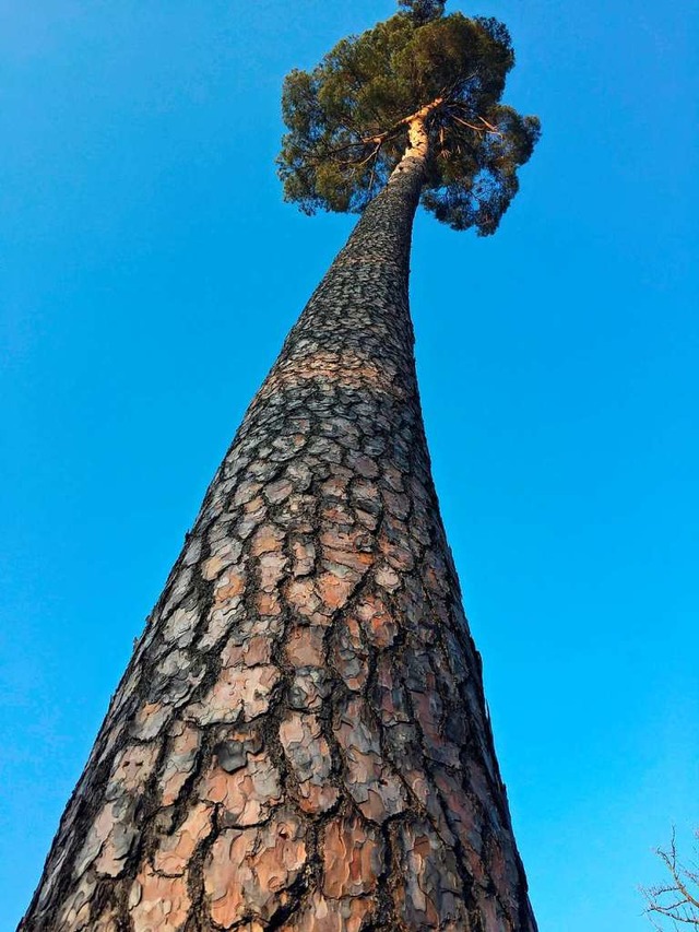 Der Baum ragt bis in den wolkenlosen Himmel  | Foto: Astrid Koch-Belgaid