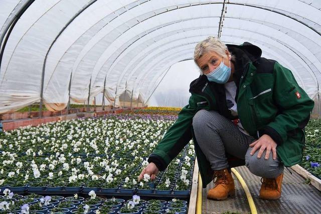 Frust in den Grtnereien – auch am Valentinstag werden nur wenige Blumen verkauft