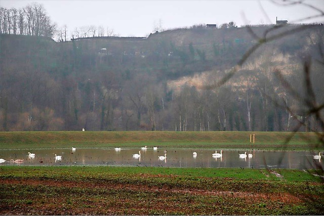 Neuer Treffpunkt fr Federwesen.  | Foto: Frank Schauer