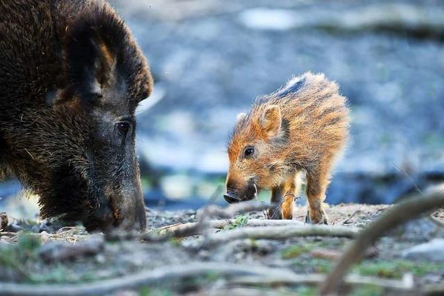 Wildschweine verursachen Schden - Ekel-Leckerli und Abschsse sollen gegenwirken