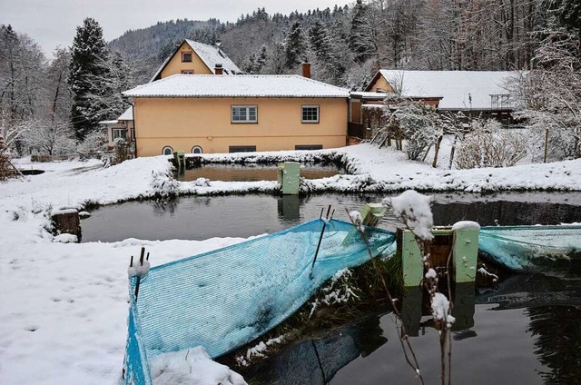 Die Forellenzucht im Winterkleid. Die ...e Ablufe vor dem Einfrieren schtzen.  | Foto: Gabriele Hennicke