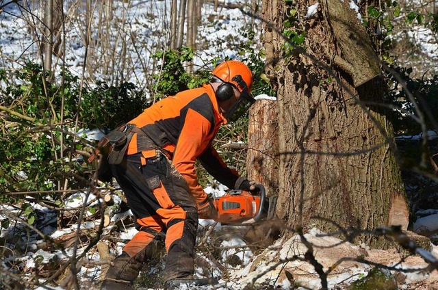 Ein Forstarbeiter fllt bei Stegen eine Esche.  | Foto: Max Schuler