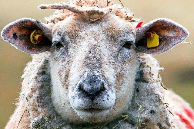Drei tote Schafe am Saalenberg in Slden gefunden