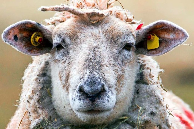 Drei tote Schafe wurden am Freitag entdeckt.  | Foto: Jens Bttner