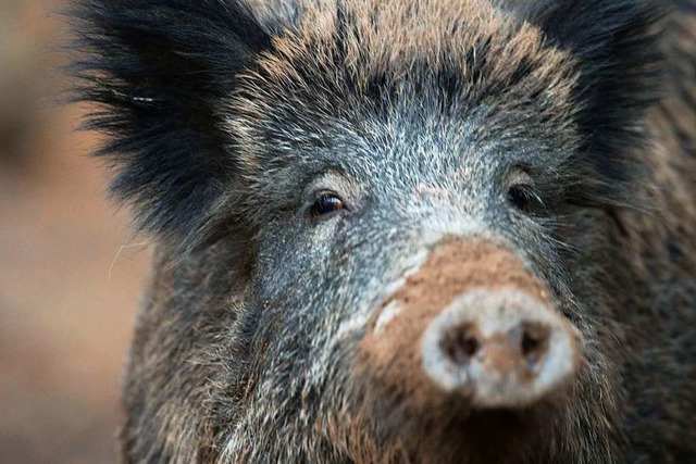 Wildschweine drfen dieser Tage gejagt...r das Rehwild gilt derweil Schonzeit.   | Foto: Lino Mirgeler (dpa)