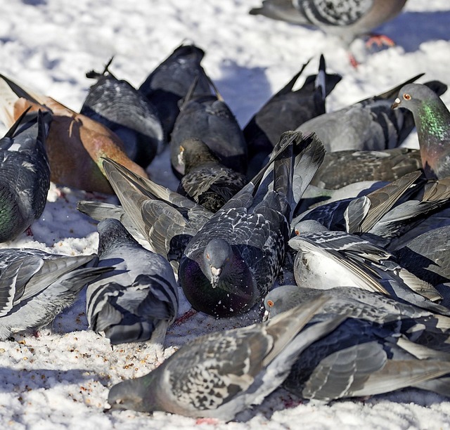 Auch die Tauben haben unter Schnee und... drfen sie in Lahr allerdings nicht.   | Foto: Daniel Karmann (dpa)