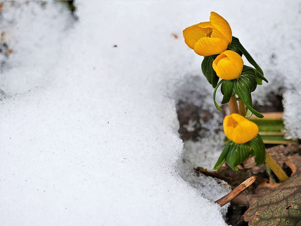 Frostige Bltenpracht