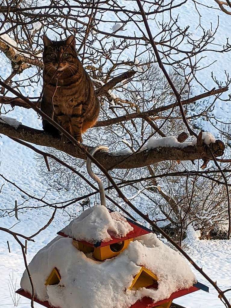 Leserin Sigrid Fricker schickte uns aus dem Kleinen Wiesental dieses Foto von Familienkater Peter, der lange erfolglos in der Klte sa.