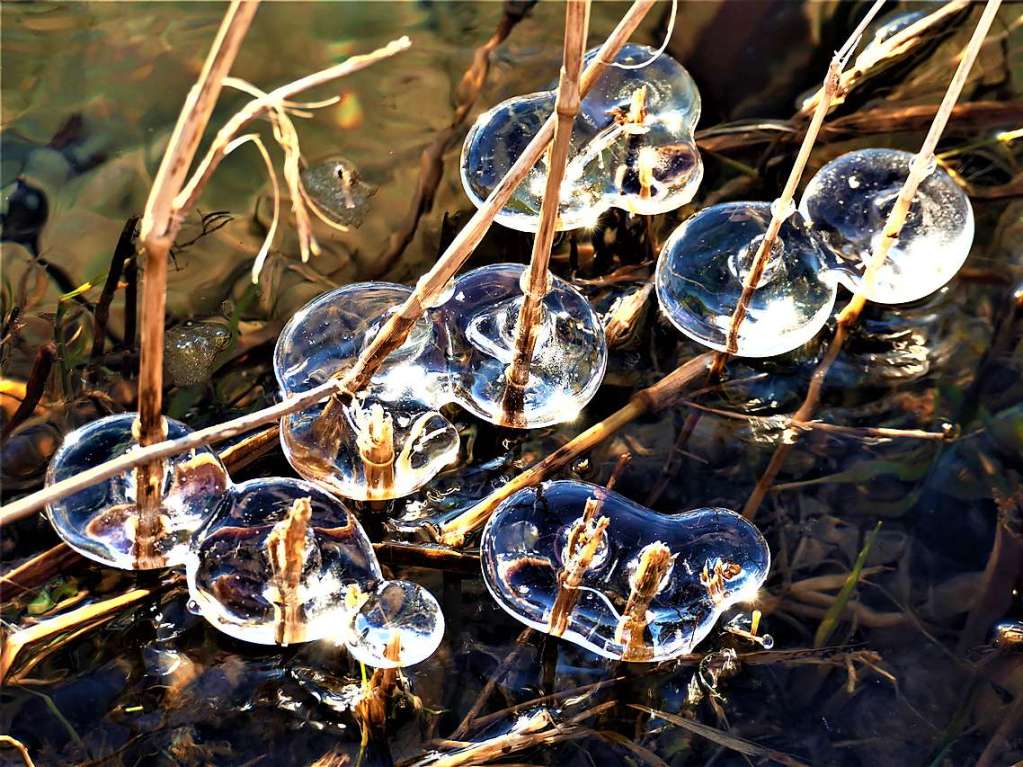 Eis an der Wiese  in Fahrnau