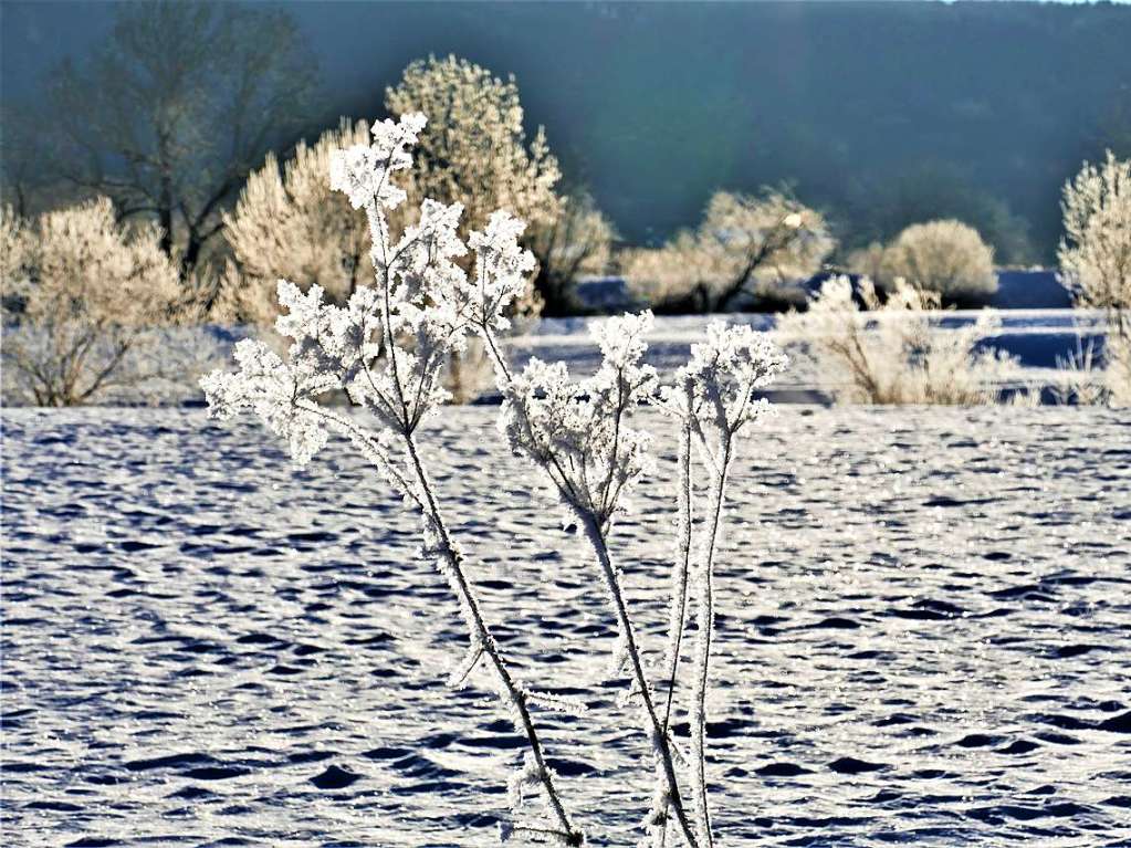 Frostige Blten