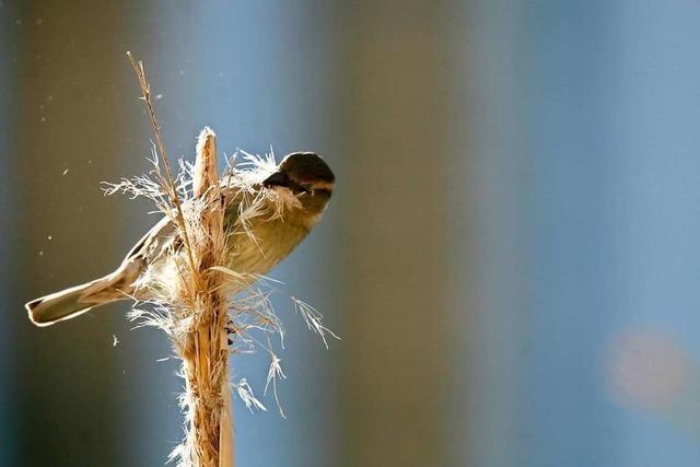 Trotz der Klte bauen Haussperlinge im Rieselfeld schon ihr Nest