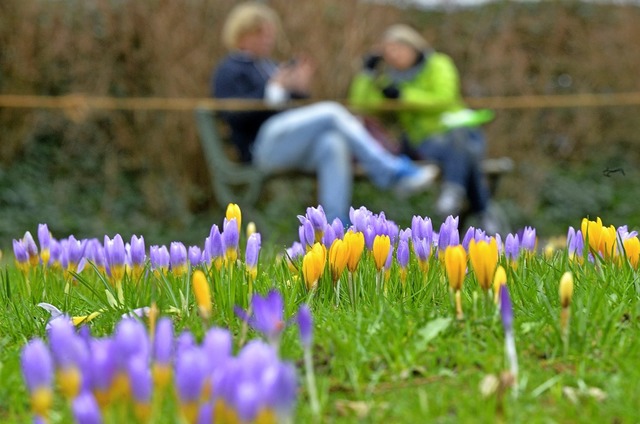 Frhling im Februar im Freiburger Stadtgarten  | Foto: Michael Bamberger