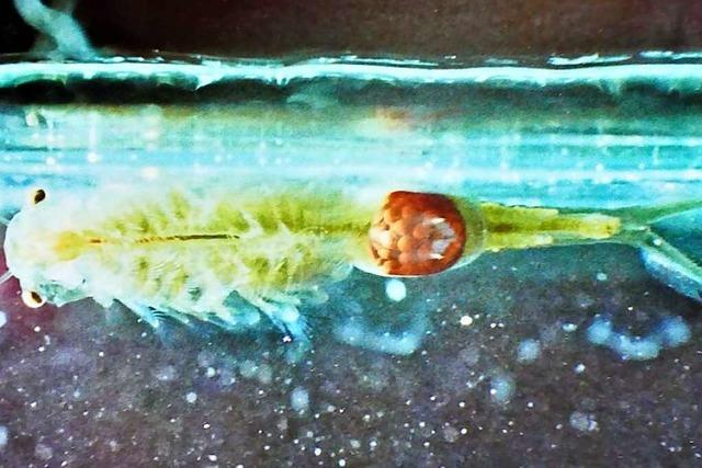 Im Eichener See regt sich Leben: Die Urzeitkrebse schlpfen bald