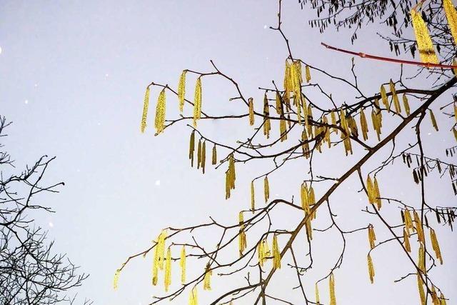 Gelbe Haselnussblüten im weißen Winter