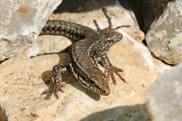 Naturschutzbund Lahr fordert, Gewerbeflchen als Biotope auszuweisen