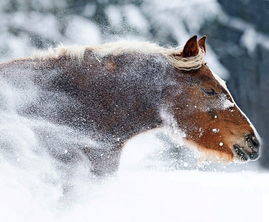 Schwarzwlder haben bekanntlich ein di...Hier freut sich Merle, drei Jahre alt.  | Foto: Wolfgang Scheu