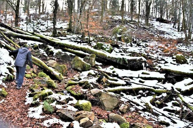 Der Urwaldpfad bei Schnau fhrt in den Wald von morgen