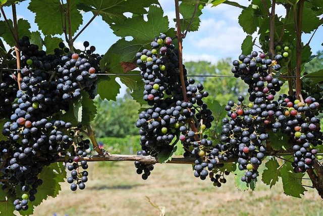 Piwi-Rotweine werden geschmacklich in Italien oder Spanien verortet.  | Foto: Peter Zschunke