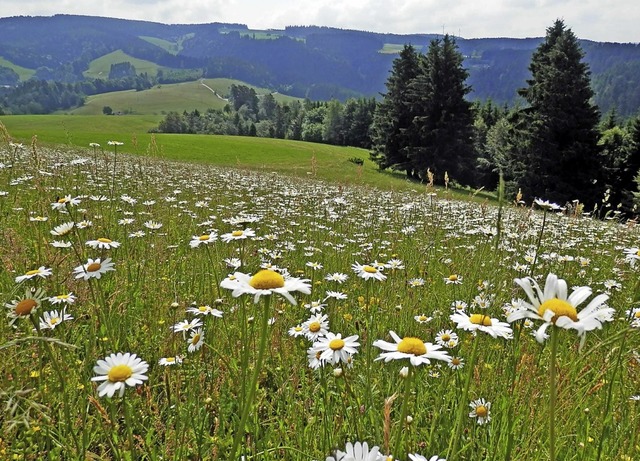 Wo es so schn blht wie auf dieser  M...enwiese, fhlen sich  die Tiere wohl.   | Foto: LEV Schwarzwald-Baar-Kreis