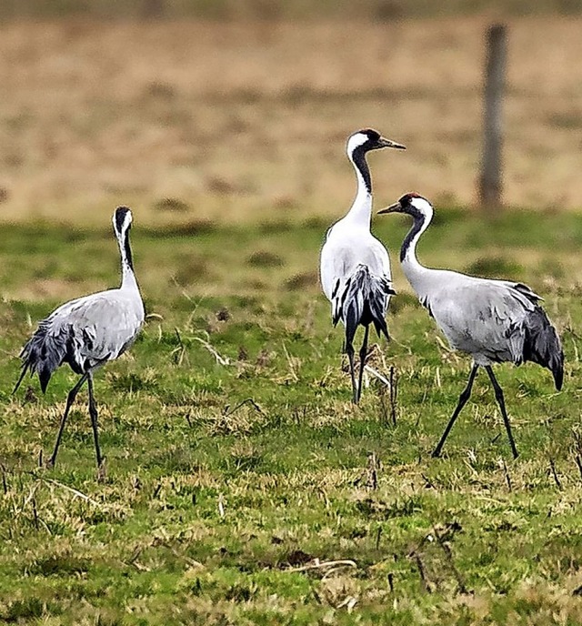 Kraniche sind bereits wieder zurck  | Foto: Sina Schuldt (dpa)