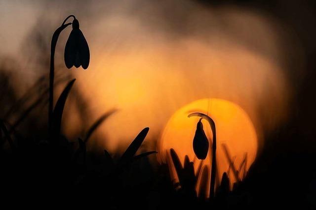 Erste blumige Frhlingsboten bei vorfrhlingshaftem Wetter in Staufen