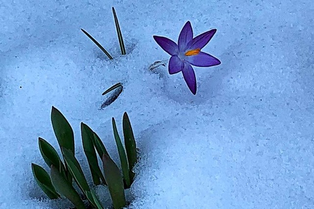 Krokusse im Schnee.  | Foto: Ute Klingk