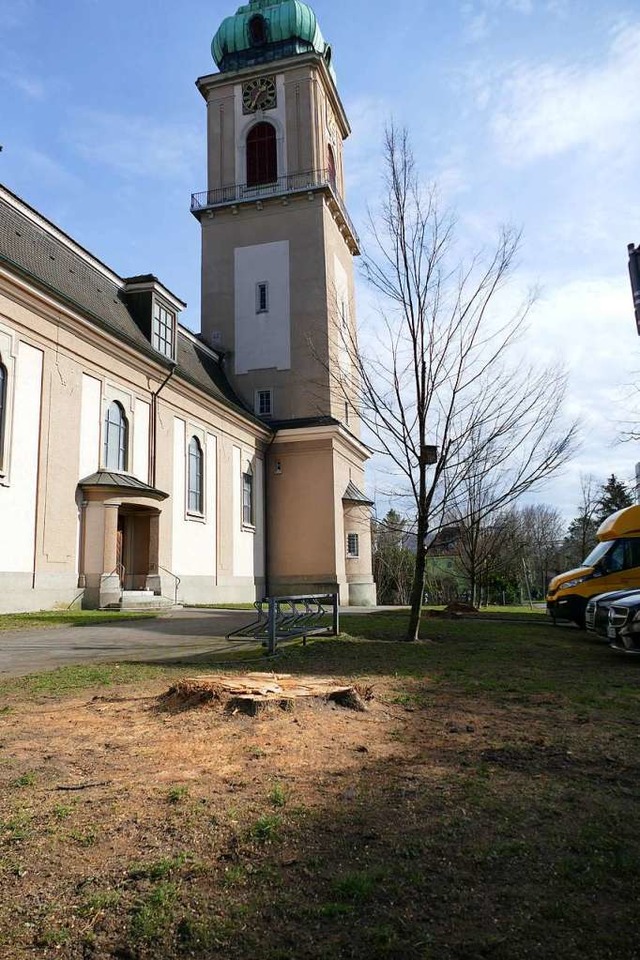 Vier Linden sind gefllt worden.  | Foto: Dora Schls