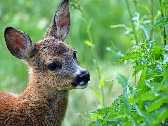 Dem Rehwild geht es im Dreisamtal gut ...rmehrt sich heimlich, still und leise.  | Foto: Susanne Gilg