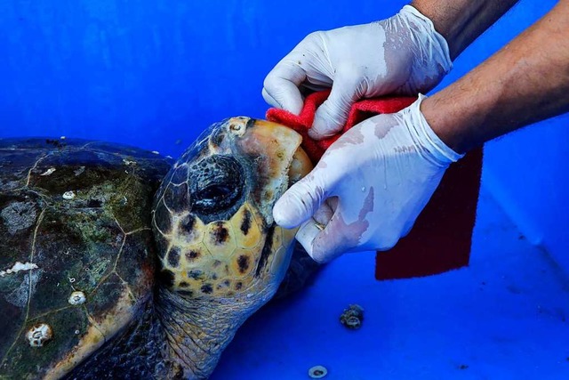 Hier kmmert sich ein Arbeiter  um ein...israelischen Sea Turtle Rescue Center.  | Foto: Cohen Magen (dpa)