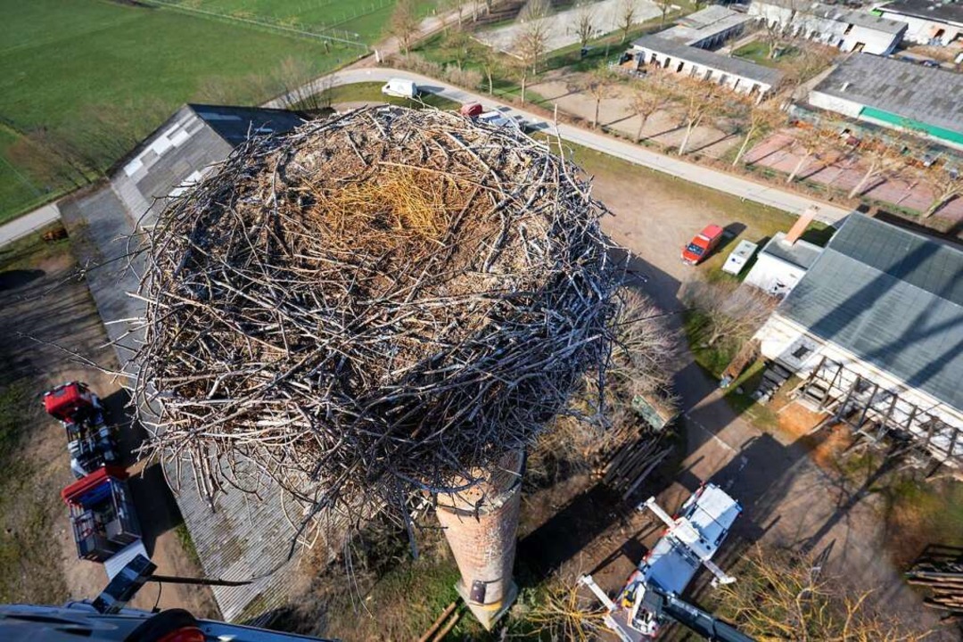 Nest mit schner Aussicht, aber absturzgefhrdet  | Foto: Stadt Freiburg / Mundenhof
