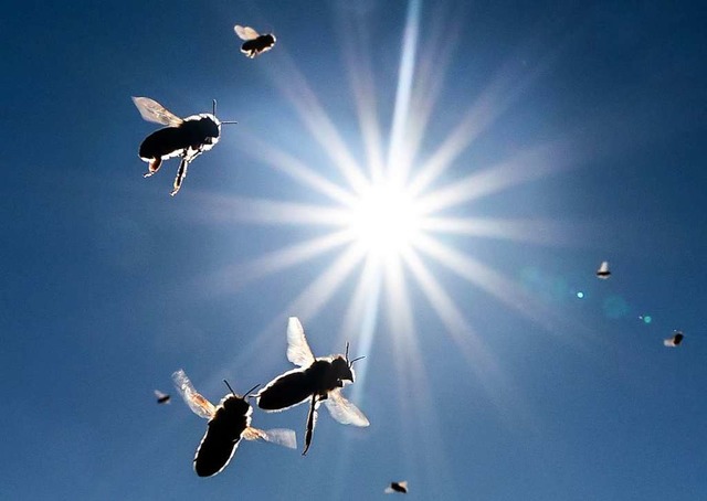 Im Licht der Nachmittagssonne am blaue...l kehren Bienen zu ihrem Stock zurck.  | Foto: Frank Rumpenhorst (dpa)