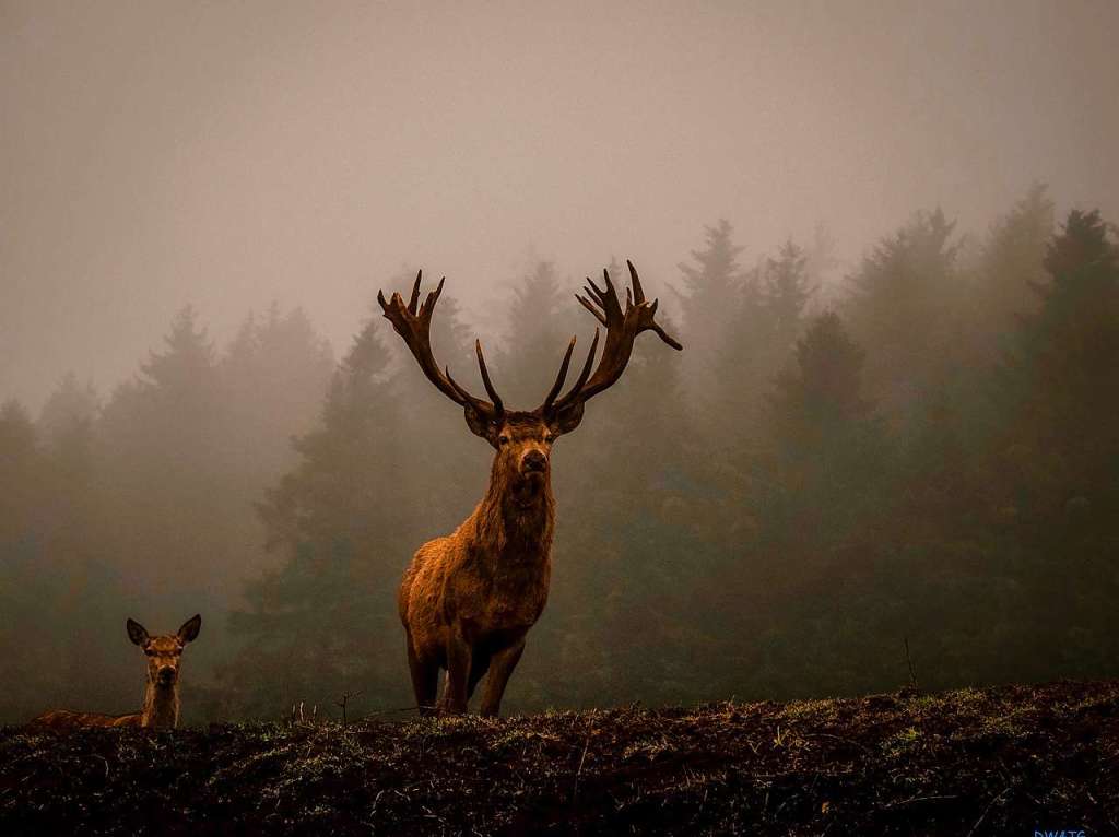 Ein Liebling nicht nur der BZ-Redaktion: Im von Saharasand gefrbten Licht prsentierte sich der Hirsch stolz dem Riegeler Fotografen Tobias Gregorius.