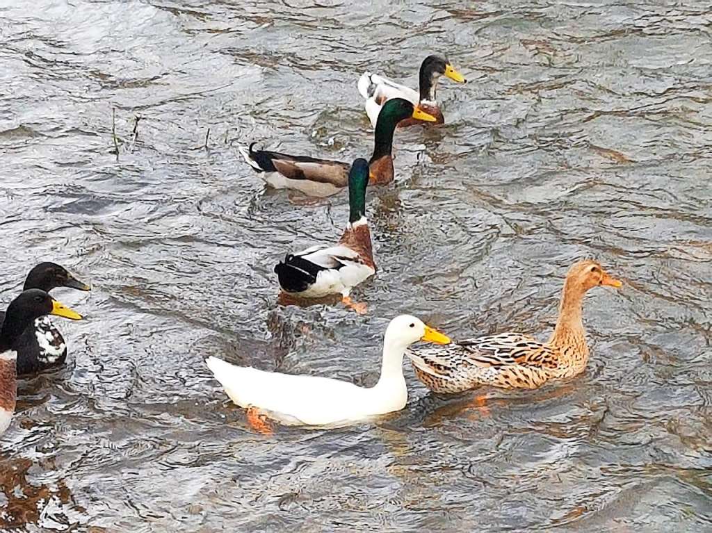 Womit waschen Sie denn, liebe weie Ente? Diesen seltenen Wasservogel bekam Lacramioara Scripcaru-Dufner aus Waldkirch vor die Linse.