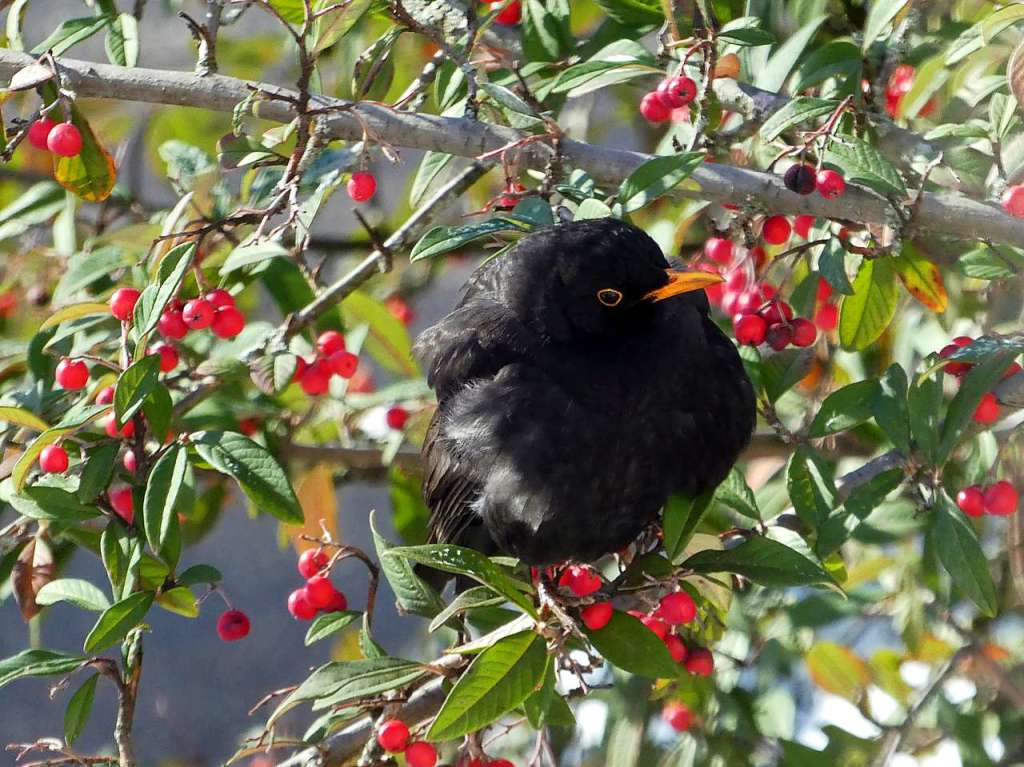 Amsel, Drossel, Fink und <ppp> hier ist es die Wacholderdrossel, die sich an den roten Beeren erfreut; und dabei Erika Koch aus Denzlingen erfreute</ppp>.