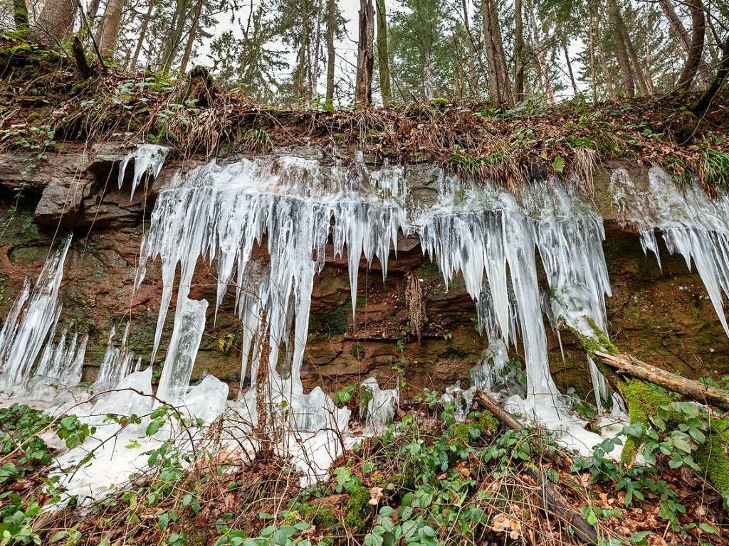 Der frhlingshaften Witterung trotzten diese Eiszapfen zwischen Malterdingen und Freiamt. Doch wie lange, fragte sich Emanuel Jauch aus Malterdingen kurz nach Aschermittwoch.