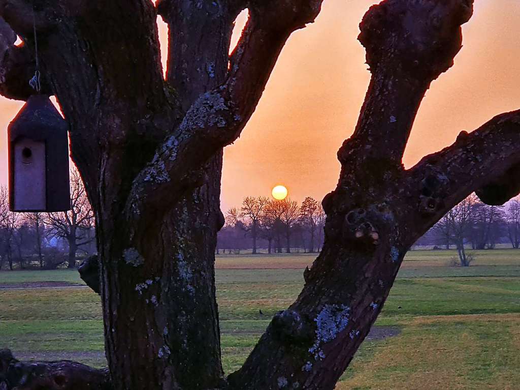 Durch die Pappel, noch im Winterschlaf, von Eva-Maria Einert aufgenommener Sonnenuntergang im Saharastaub.